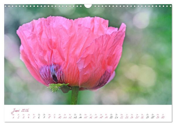 Produktbild: Bl&uuml;tentr&auml;ume in violett und pink (Wandkalender 2026 DIN A3 quer), CALVENDO Monatskalender
