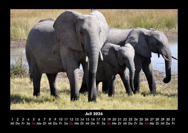 Produktbild: Der Elefantenkalender 2026 Fotokalender DIN A3