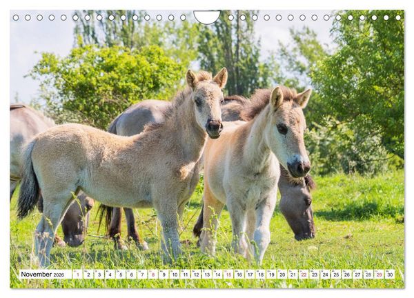 Produktbild: Konik - Frei geboren (Wandkalender 2026 DIN A4 quer), CALVENDO Monatskalender