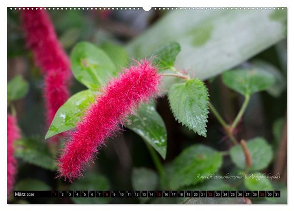 Produktbild: Zierbilder der Natur BLUMEN (Wandkalender 2026 DIN A2 quer), CALVENDO Monatskalender