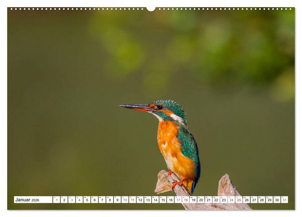 Produktbild: Eisv&ouml;gel (Alcedo atthis) - Edelsteine der Natur (hochwertiger Premium Wandkalender 2026 DIN A2 quer), Kunstdruck in Hochglanz