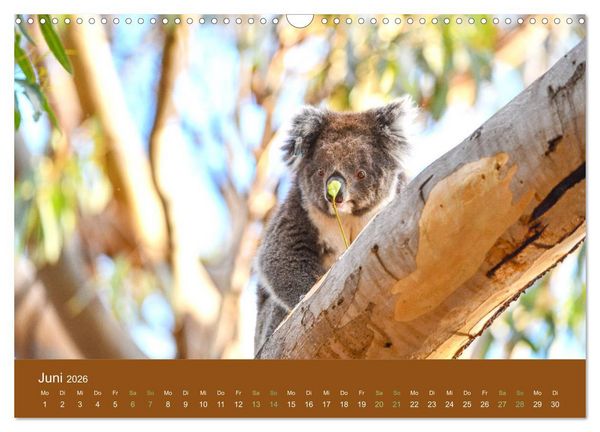 Produktbild: Koalas, putzige Gesellen (Wandkalender 2026 DIN A3 quer), CALVENDO Monatskalender
