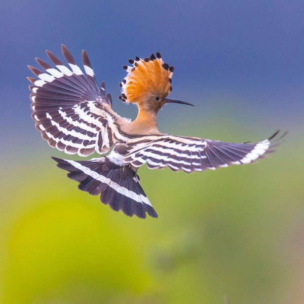 Produktbild: Birds 2027