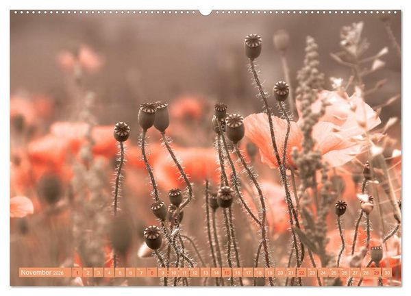 Produktbild: Mohnblumen - Fotografie mit Magie (Wandkalender 2026 DIN A2 quer), CALVENDO Monatskalender