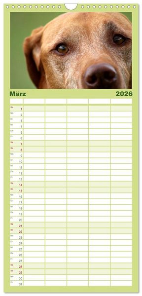 Produktbild: Familienplaner 2026 - Magyar Vizsla mit 5 Spalten (Wandkalender, 21 x 45 cm) CALVENDO