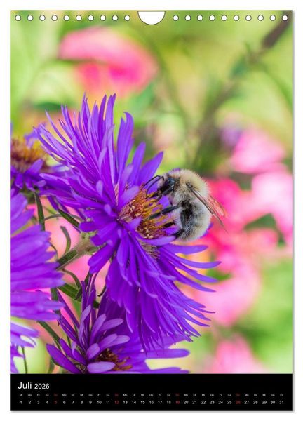 Produktbild: Bienen und Hummeln (Wandkalender 2026 DIN A4 hoch), CALVENDO Monatskalender