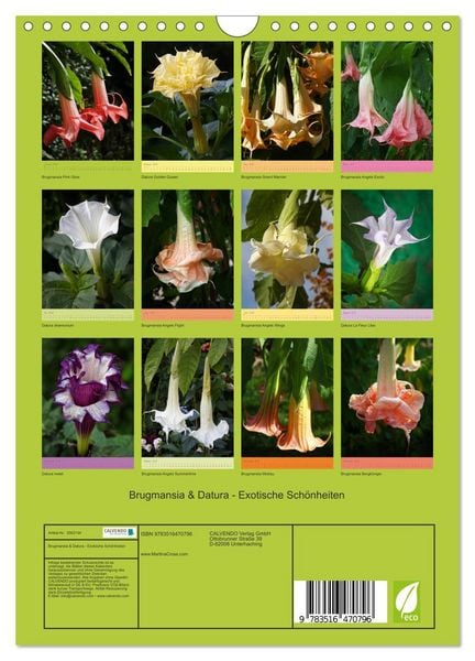 Produktbild: Brugmansia & Datura - Exotische Sch&ouml;nheiten (Wandkalender 2026 DIN A4 hoch), CALVENDO Monatskalender