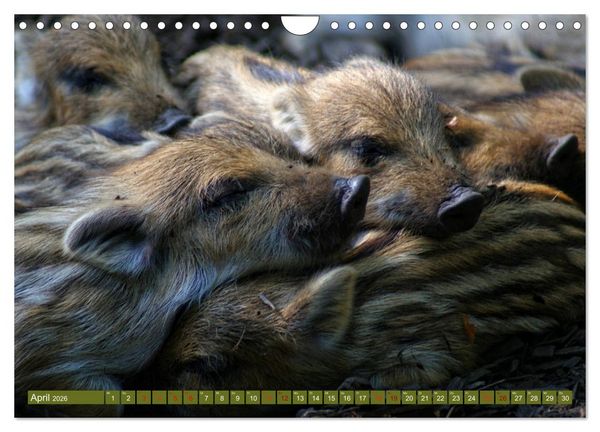 Produktbild: Wildschweins Kinderstube - Freche Frischlinge (Wandkalender 2026 DIN A4 quer), CALVENDO Monatskalender