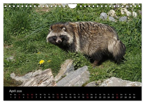 Produktbild: Marderhunde (Wandkalender 2026 DIN A4 quer), CALVENDO Monatskalender