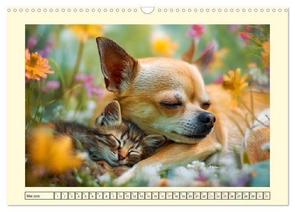 Produktbild: Reizende Chihuahuas. Winzige Hunde mit riesigem Ego und Grips (Wandkalender 2026 DIN A3 quer), CALVENDO Monatskalender
