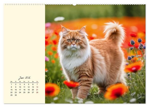 Produktbild: Samtpfoten im Bl&uuml;tenmeer (hochwertiger Premium Wandkalender 2026 DIN A2 quer), Kunstdruck in Hochglanz