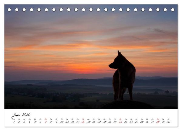 Produktbild: Deutscher Sch&auml;ferhund / CH-Version (Tischkalender 2026 DIN A5 quer), CALVENDO Monatskalender