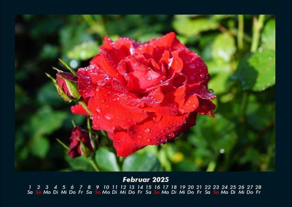Produktbild: Rosentraum 2025 Fotokalender DIN A4