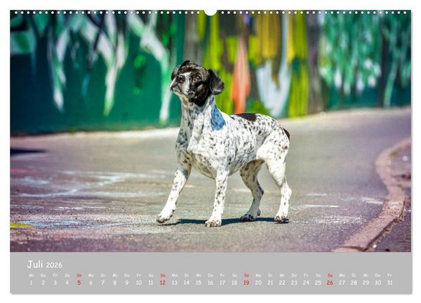 Produktbild: Hunde und Graffiti (Wandkalender 2026 DIN A2 quer), CALVENDO Monatskalender