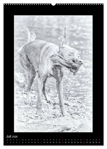 Produktbild: Vizsla-Liebe (Wandkalender 2026 DIN A2 hoch), CALVENDO Monatskalender