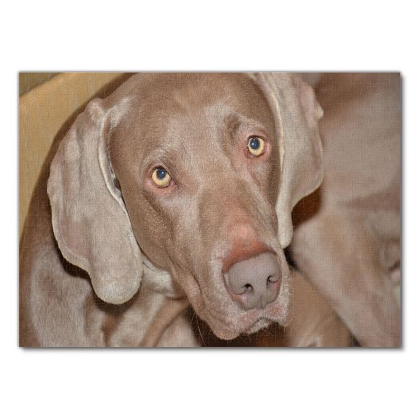 Produktbild: Lais Puzzle Weimaraner 1000 Teile