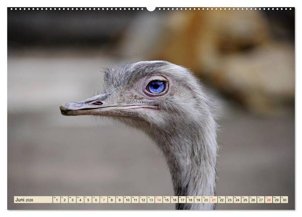 Produktbild: Strau&szlig;e. Afrikas sch&ouml;ne Laufv&ouml;gel (hochwertiger Premium Wandkalender 2026 DIN A2 quer), Kunstdruck in Hochglanz