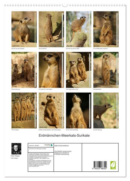 Produktbild: Erdm&auml;nnchen-Meerkats-Surikate (hochwertiger Premium Wandkalender 2026 DIN A2 hoch), Kunstdruck in Hochglanz