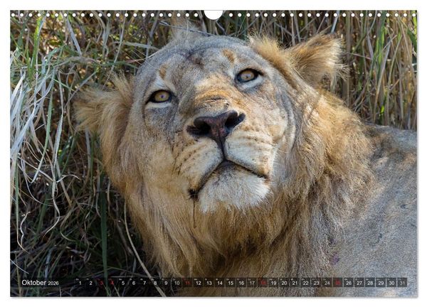 Produktbild: blick kontakt mit tieren im &ouml;stlichen und s&uuml;dlichen afrika (Wandkalender 2026 DIN A3 quer), CALVENDO Monatskalender