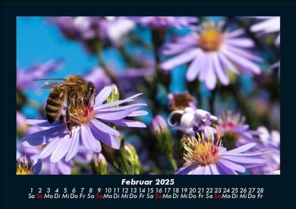 Produktbild: Bienen 2025 Fotokalender DIN A5