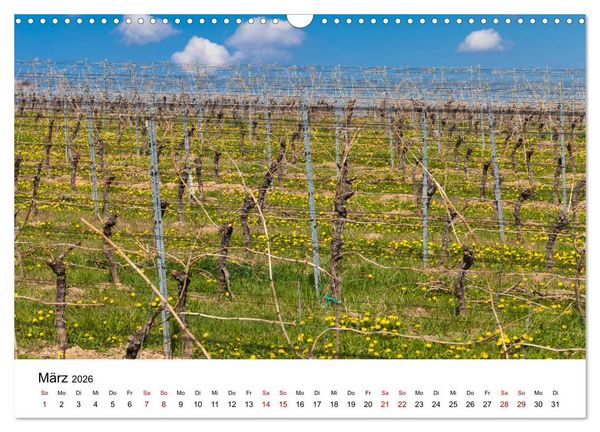 Produktbild: Weinkalender (Wandkalender 2026 DIN A3 quer), CALVENDO Monatskalender