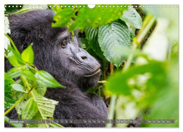 Produktbild: Gorillas ohne Nebel (Wandkalender 2026 DIN A3 quer), CALVENDO Monatskalender