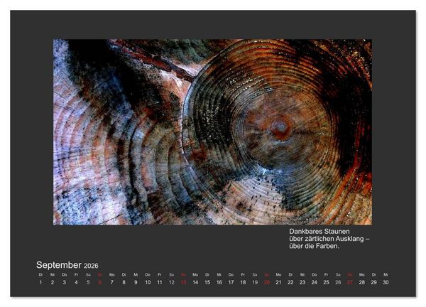 Produktbild: MAGIE HOLZ 2026 (Wandkalender 2026 DIN A3 quer), CALVENDO Monatskalender