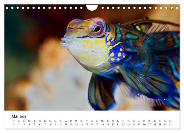 Produktbild: Fischzauber - Wundervolle Aquarienfische (Wandkalender 2026 DIN A4 quer), CALVENDO Monatskalender