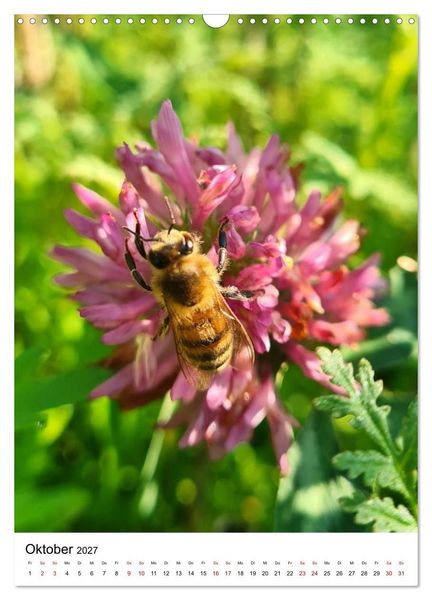 Produktbild: Imkers flei&szlig;igste Bienen - So arbeiten meine Immen &ndash; Originalaufnahmen aus erster Hand (Wandkalender 2027 DIN A3 hoch), CALVENDO Monatskalender
