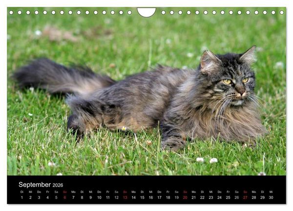Produktbild: Freig&auml;nger - Hauskatzen unterwegs (Wandkalender 2026 DIN A4 quer), CALVENDO Monatskalender