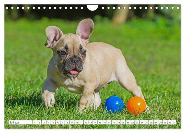 Produktbild: Kleiner Kobold Franz&ouml;sische Bulldogge (Wandkalender 2026 DIN A4 quer), CALVENDO Monatskalender