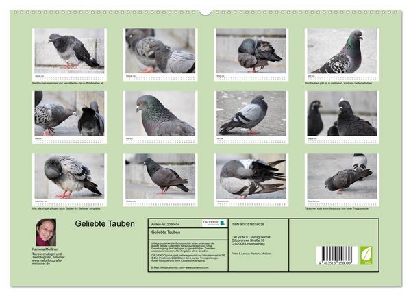 Produktbild: Geliebte Tauben (hochwertiger Premium Wandkalender 2026 DIN A2 quer), Kunstdruck in Hochglanz