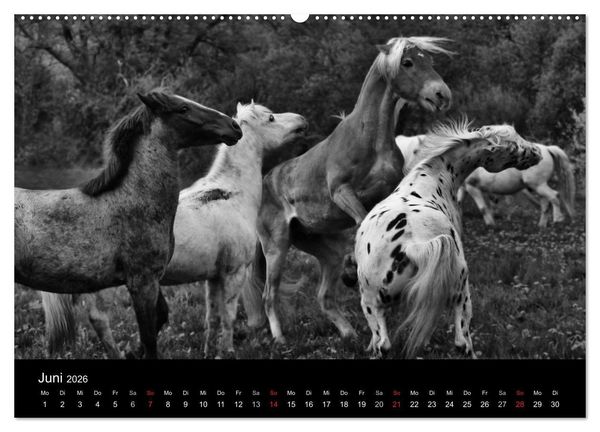 Produktbild: Pferde 2026 Wild Thing (Wandkalender 2026 DIN A2 quer), CALVENDO Monatskalender