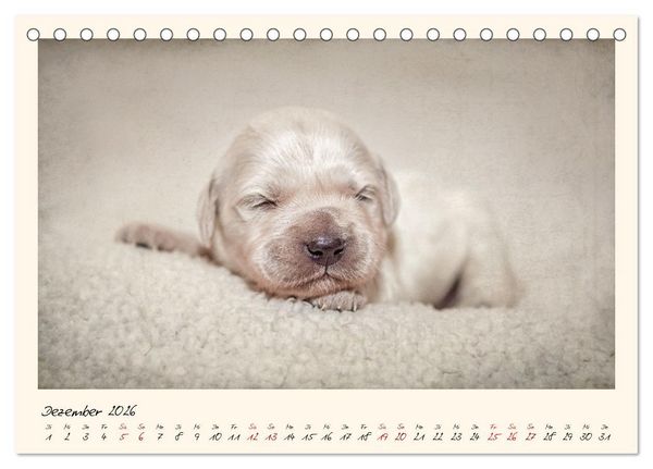Produktbild: Golden Retriever... Herzenshunde (Tischkalender 2026 DIN A5 quer), CALVENDO Monatskalender