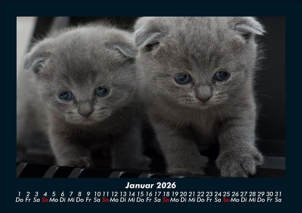 Produktbild: F&uuml;r Katzenfreunde 2026 Fotokalender DIN A5