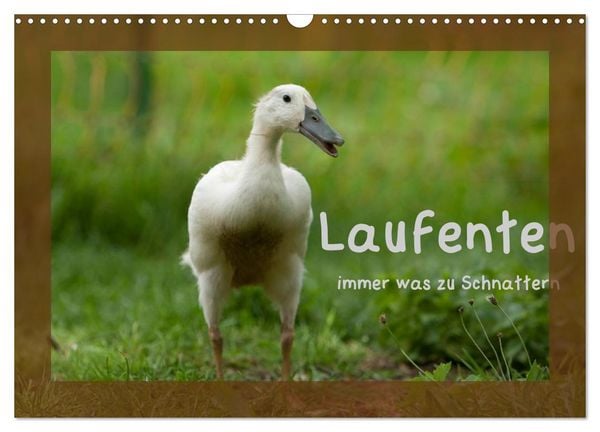 Laufenten immer was zu Schnattern (Wandkalender 2026 DIN A3 quer), CALVENDO Monatskalender