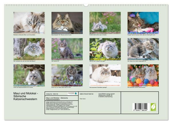 Produktbild: Maui und Molokai - Sibirische Katzenschwestern (hochwertiger Premium Wandkalender 2026 DIN A2 quer), Kunstdruck in Hochglanz