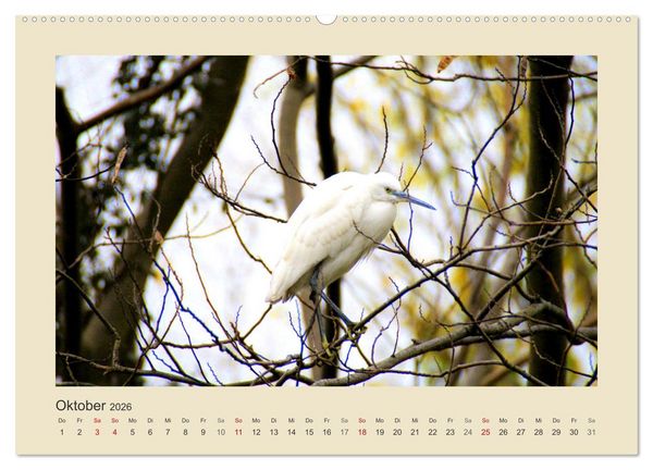 Produktbild: Tiere im Wald. Bezaubernde Begegnungen (hochwertiger Premium Wandkalender 2026 DIN A2 quer), Kunstdruck in Hochglanz