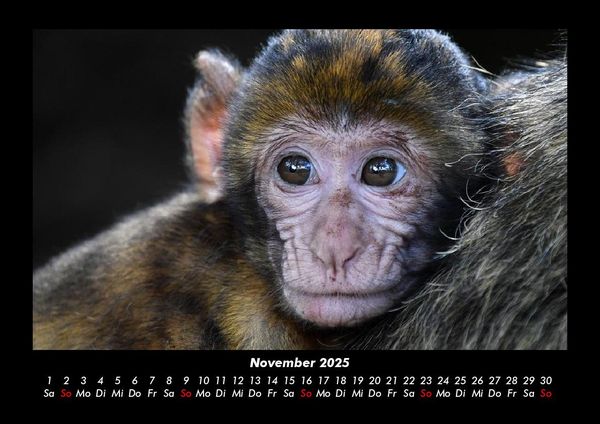 Produktbild: Tiere in der Wildnis 2025 Fotokalender DIN A3