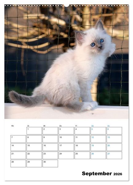 Produktbild: Heilige Birma Kitten - s&uuml;&szlig;e kleine Flauschb&auml;llchen (hochwertiger Premium Wandkalender 2026 DIN A2 hoch), Kunstdruck in Hochglanz