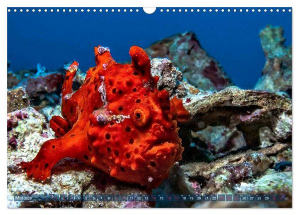 Produktbild: Wunderwelt Unterwasser (Wandkalender 2026 DIN A3 quer), CALVENDO Monatskalender