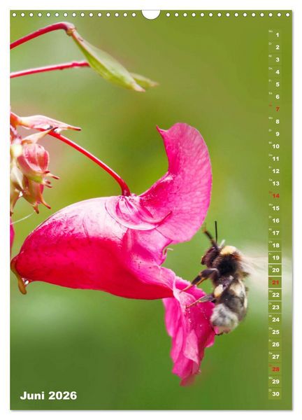 Produktbild: Blossom Love, von Bienen und Hummeln (Wandkalender 2026 DIN A3 hoch), CALVENDO Monatskalender