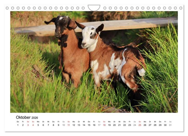 Produktbild: Wer zickt denn da? - Zicklein-Edition (Wandkalender 2026 DIN A4 quer), CALVENDO Monatskalender
