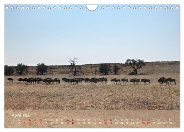 Produktbild: Kgalagadi - Fauna und Wildtiere in der Kalahari (Wandkalender 2026 DIN A4 quer), CALVENDO Monatskalender