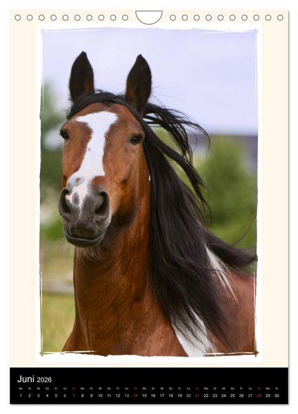 Produktbild: Gypsy's (Wandkalender 2026 DIN A4 hoch), CALVENDO Monatskalender