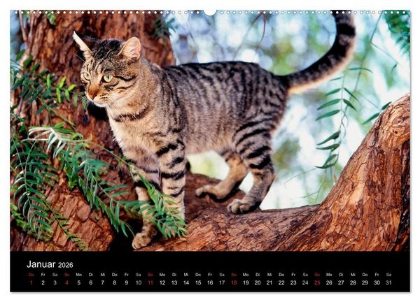 Produktbild: Katzen (hochwertiger Premium Wandkalender 2026 DIN A2 quer), Kunstdruck in Hochglanz