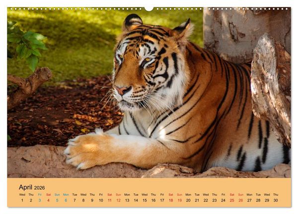 Produktbild: Just Bengal Tigers (High Quality Premium Wall Calendar 2026 DIN A2 landscape),CALVENDO 12 Month Wall Calendar