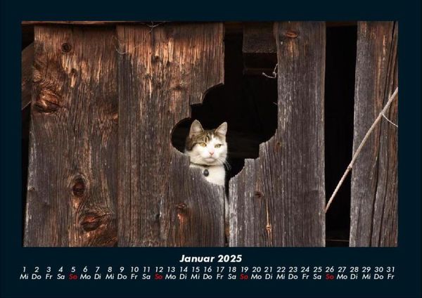 Produktbild: F&uuml;r Katzenfreunde 2025 Fotokalender DIN A4