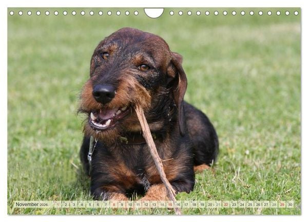 Produktbild: Liebenswerte Rabauken Rauhaardackel / CH-Version (Wandkalender 2026 DIN A4 quer), CALVENDO Monatskalender
