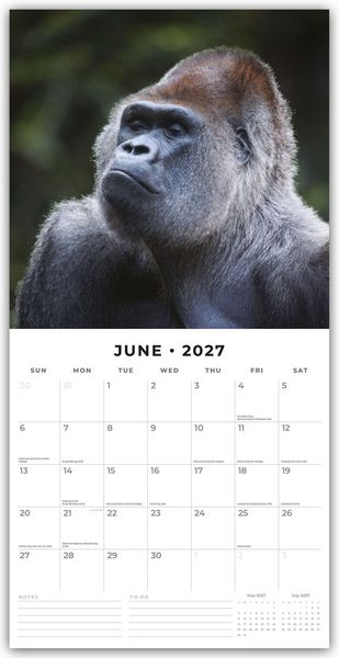 Produktbild: Apes &ndash; Affen 2027 &ndash; 16-Monatskalender